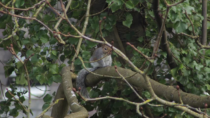 Grey Squirrel Perched Sat On Tree Branch Cleaning Grooming Itself Daytime UK England, Hertfordshire, Borehamwood