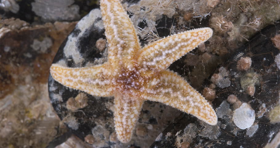 Yuong starfish Asterias rubens under microscope, family Asteriidae. Asteroidea. Size about 3 cm. White Sea