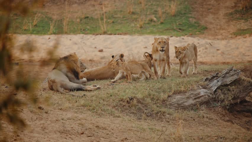 Lion in Kruger National Park South Africa, young cubs gather as lioness yawns on grassy plateau