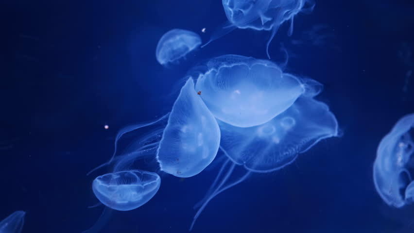 Large aurelias move through deep aquarium waters in oceanarium. Jellyfishes slowly pulsate creating effect of lightness and weightlessness