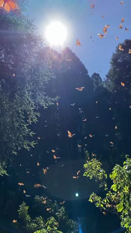 butterfly dance under the sun 