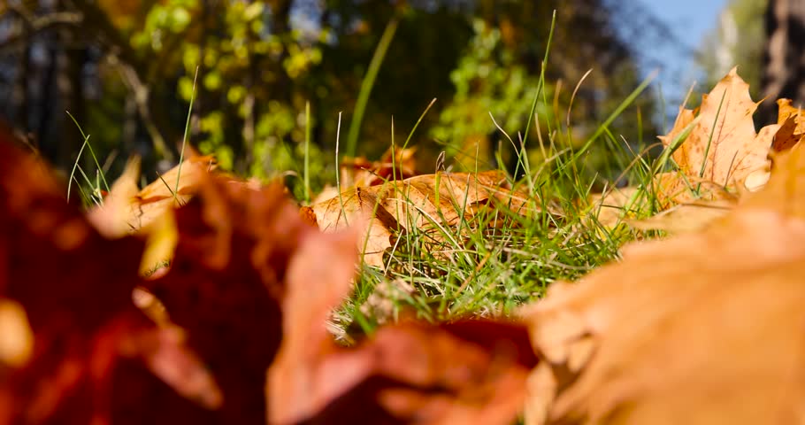 fallen yellowed maple leaves , sunny weather in the park with maple leaves hanging on tree branches against a blue sky falling on the grass in the park