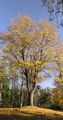 a big maple foliage against a sky in sunny weather, old maples with yellowed foliage during leaf fall