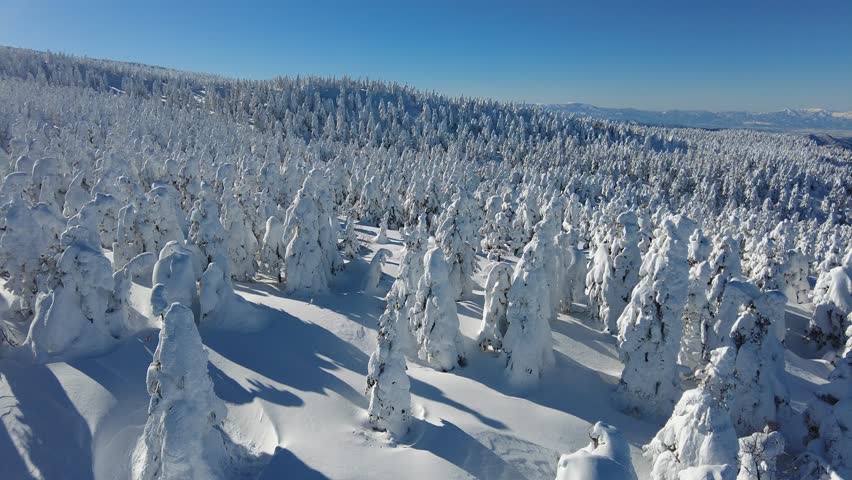 Aerial view flying over forests of frost trees (giant Juhyo, snow monter) on the snowy mountainside under sunny winter sky in Zao, a famous resort for skiing and Onsen (hot springs) in Yamagata, Japan