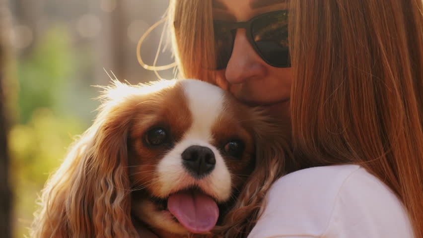 Close-up of a cute Cavalier dog in the sunlight in the arms of its owner at sunset on a walk in the park