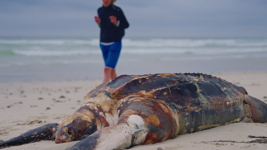 A dead turtle lies on the ocean shore and people come up to it to look at it