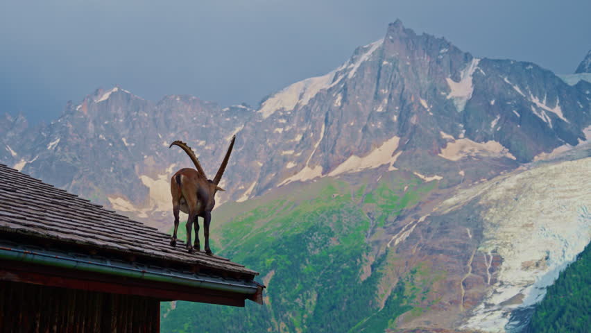 Alpine goat on the roof of a house with mountains in the background. Mont Blanc, glacier, Chamonix, Graian Alps France, Europe