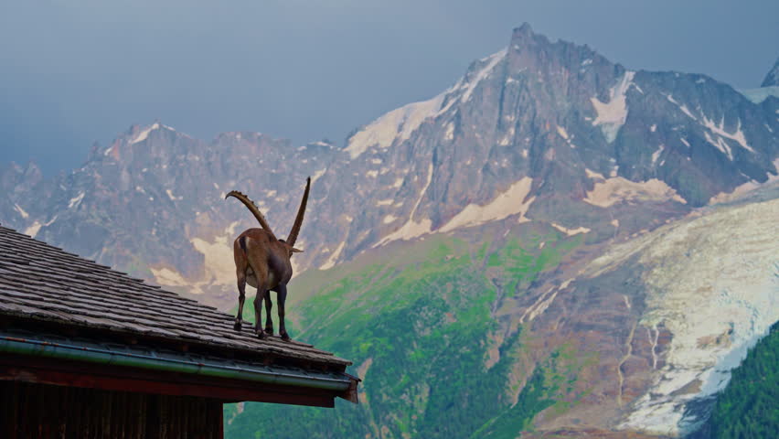 Alpine goat on the roof of a house with mountains in the background. Mont Blanc, glacier, Chamonix, Graian Alps France, Europe
