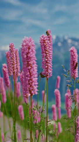 Vertical video. Incredible view of the alpine lake and alpine mountains from above, through alpine meadows and beautiful flowers