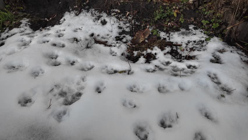 paw prints in the snow. tracks on the ground. tracks in the sand. dog and wolf paw prints. animal tracks on the ground.