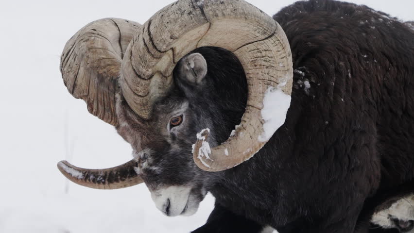 Adult Male Stone Sheep (Ovis dalli stonei) In Yukon Territory, Canada. Close-up Shot