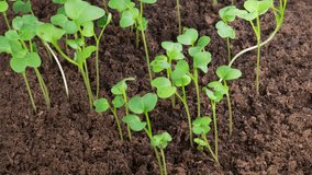 Beautiful Time Lapse of Growth Microgreens Radish Plants Against a Black Background. 4K. - Powered by Shutterstock - Get 15% off with code: PIKWIZARD15