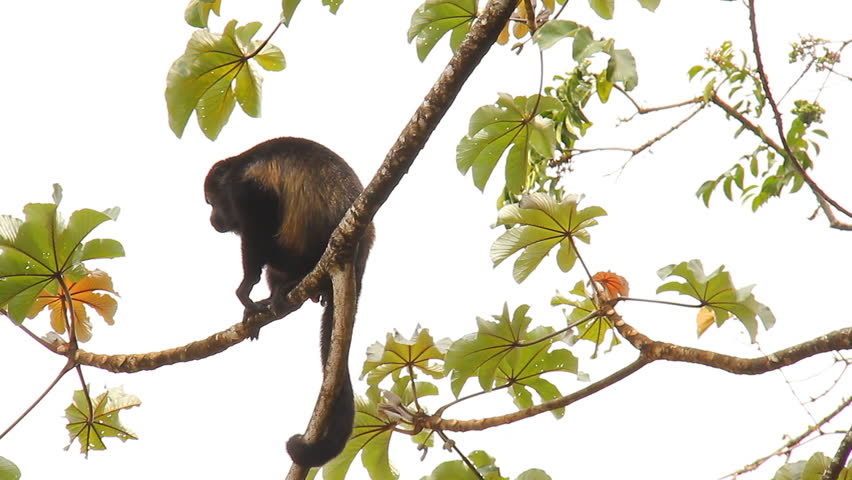 Howler Monkeys 4. Howler monkey in a tree in Costa Rica. Chewing some food and