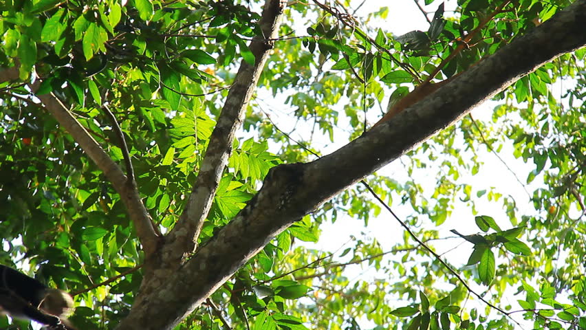 Capuchin Monkey 1. Capuchin monkey climbing through a rainforest in Costa Rica.