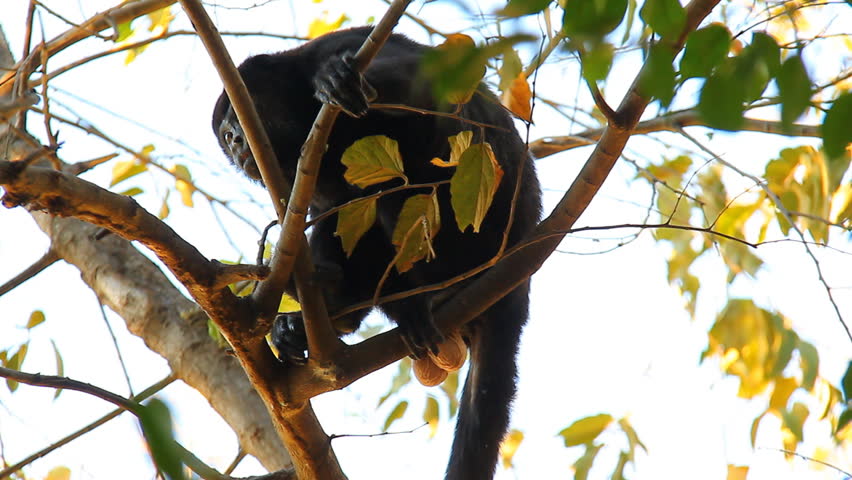 Howler Monkeys 11. Howler monkey in a tree in Costa Rica. Large male with