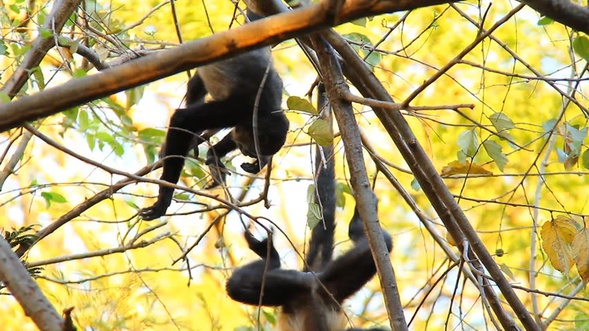 Howler Monkeys 12. Howler monkeys in a tree in Costa Rica. Two young howlers