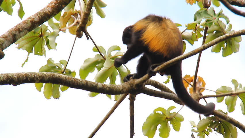 Howler Monkeys 9. Howler monkey in a tree in Costa Rica. Hanging on to it's