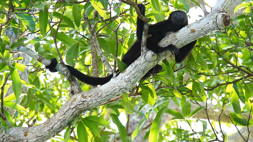 Howler Monkeys 15. Howler monkey relaxing in a tree in Costa Rica.