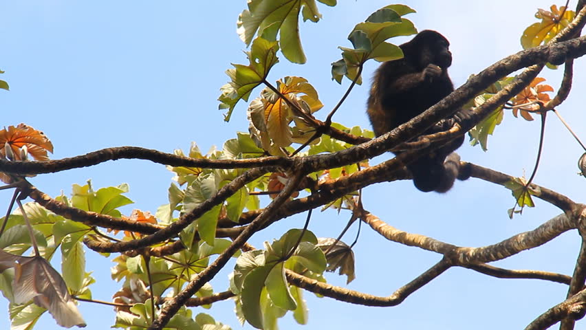 Howler Monkeys 1. Howler monkeys in a tree in Costa Rica. Mother with a baby.