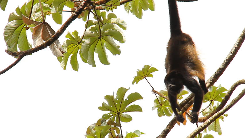 Howler Monkeys 6. Howler monkeys in a tree in Costa Rica. Hanging by its tail