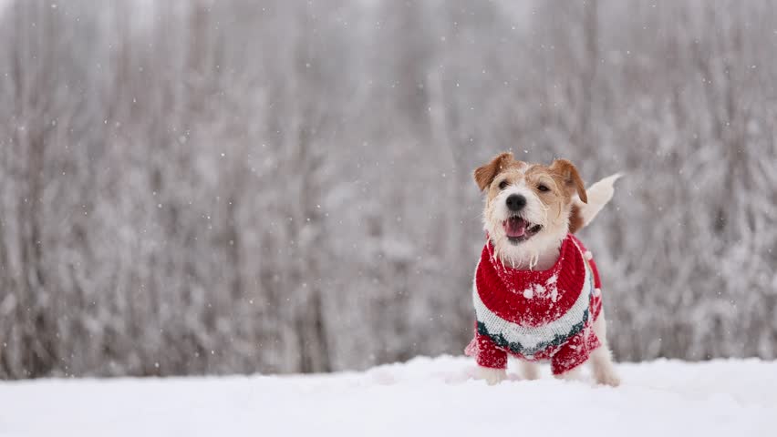Dog playing in park. Wirehaired Jack Russell Terrier. Pet in red New Year sweater against winter trees background. Cold snowy winter weather. Christmas concept