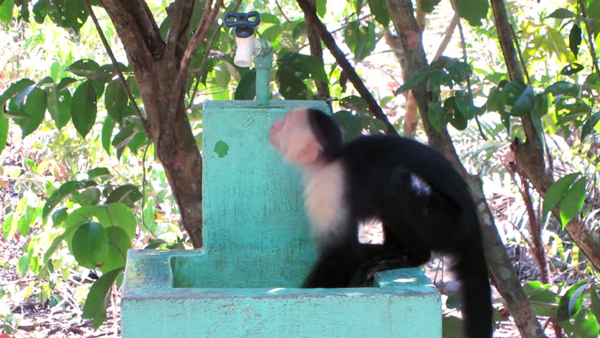 Capuchin Monkey 4. White-faced Capuchin monkey trying to get a drink from a