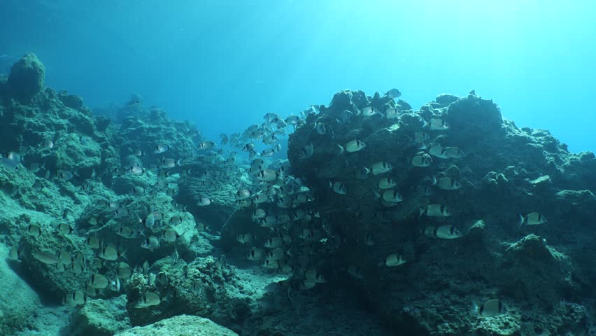 underwater fish scenery from mediterranean  sea breams ocean scenery underwater landscape seabreams  Diplodus sargus