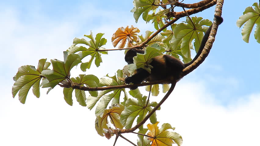 Howler Monkeys 5. Howler monkey in a tree in Costa Rica.