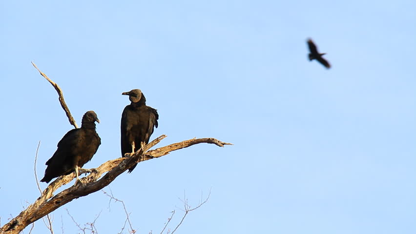 Black Vultures 2. American Black Vultures in a tree early in the morning in