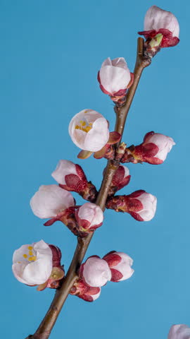 Apricot flowers blossoming in the blue background. Time Lapse 
 vertical video.