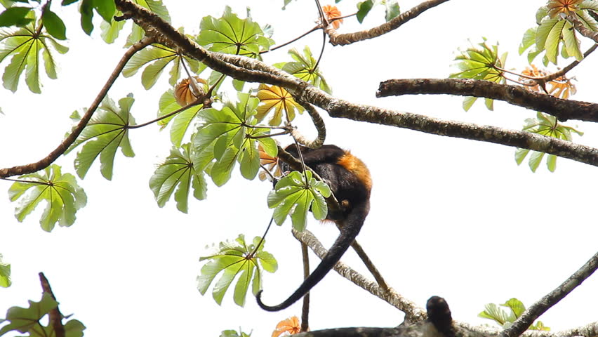 Howler Monkeys 3. Howler monkey in a tree in Costa Rica.