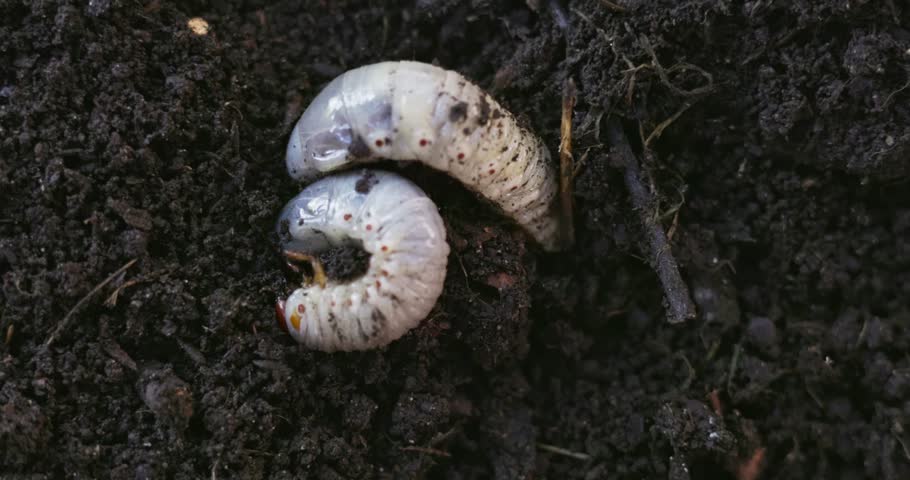 Close-Up of Grub Worms in Soil