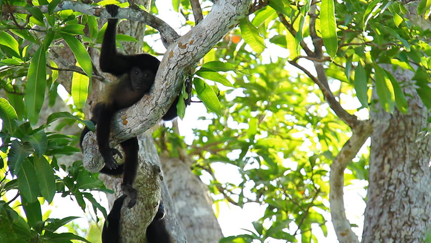 Howler Monkeys 13. Howler monkeys relaxing in a tree in Costa Rica.