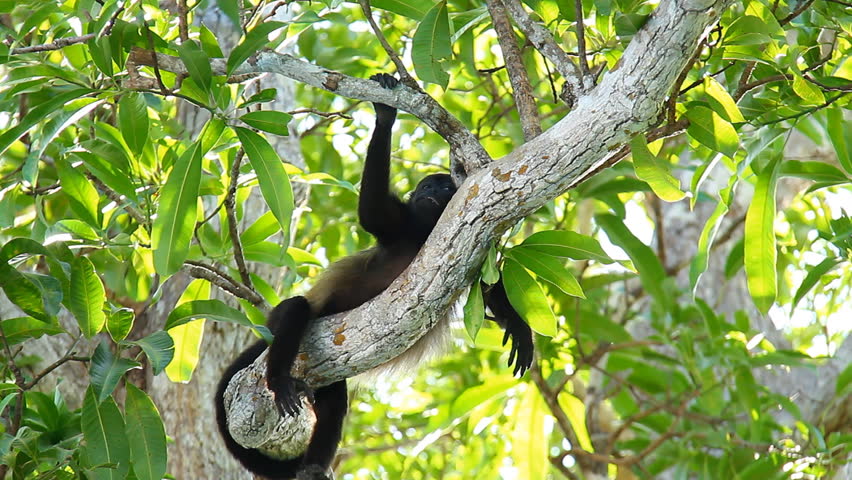 Howler Monkeys 14. Howler monkey relaxing in a tree in Costa Rica.