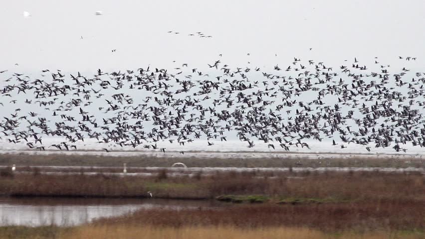 Pink footed Geese fly over the marches of the Dee Estuary at high tide, Parkgate, Cheshire, England