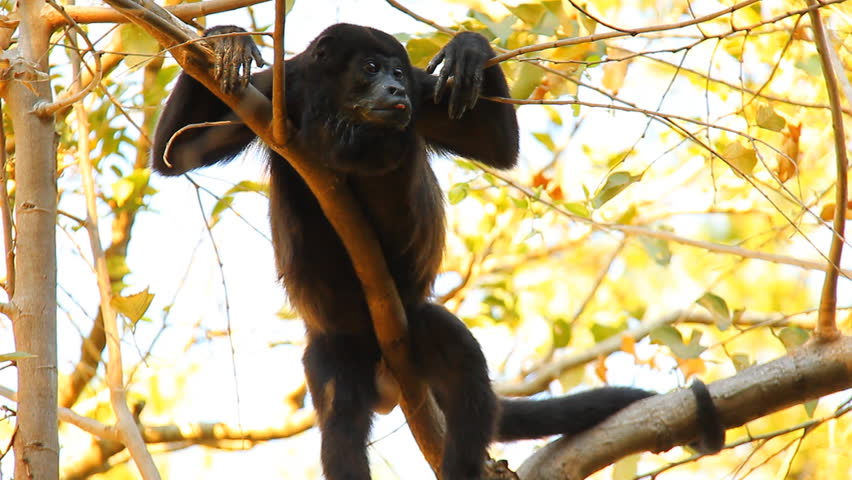 Howler Monkeys 10. Howler monkey in a tree in Costa Rica. Male hanging out in a