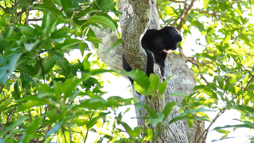 Howler Monkeys 16. Male howler monkey in a tree in Costa Rica.