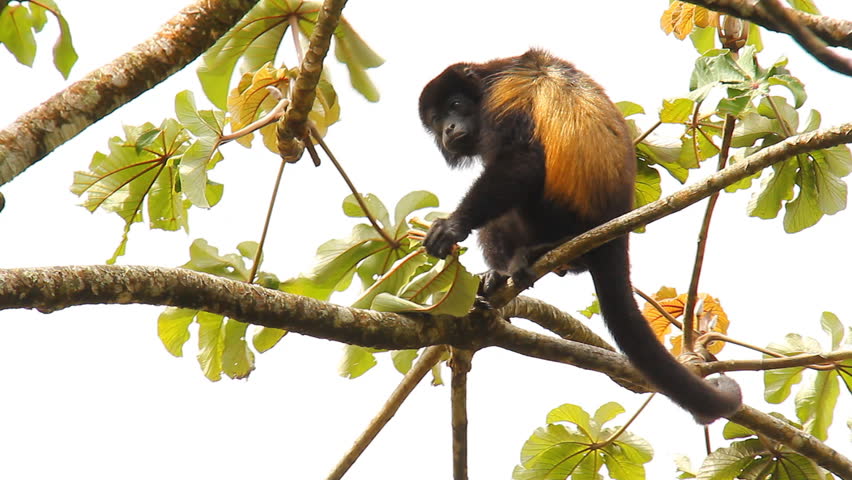 Howler Monkeys 8. Howler monkey in a tree in Costa Rica. Eating leaves.