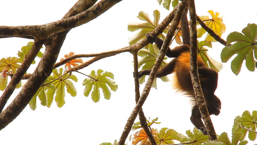 Howler Monkeys 2. Howler monkey in a tree in Costa Rica. Scratches and then