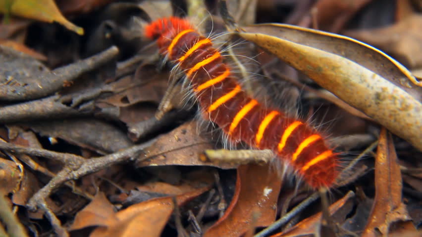 Caterpillar in Costa Rica Rainforest. Reddish orange and yellow striped