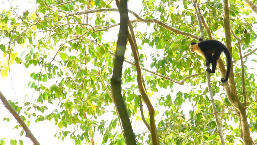 Capuchin Monkey 3. Capuchin monkey climbing through a rainforest in Costa Rica.