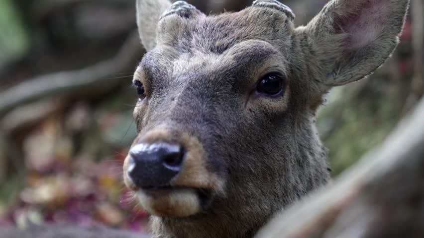 Young sika deer looking at camera in nara park, japan