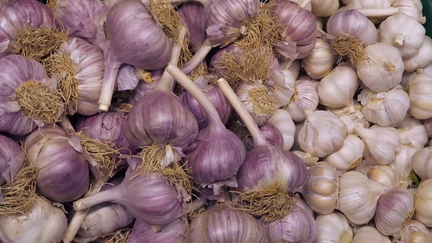 Close-up of a large quantity of several types of garlic - small white and large purple. Garlic as a disease preventative or ingredient for dishes.