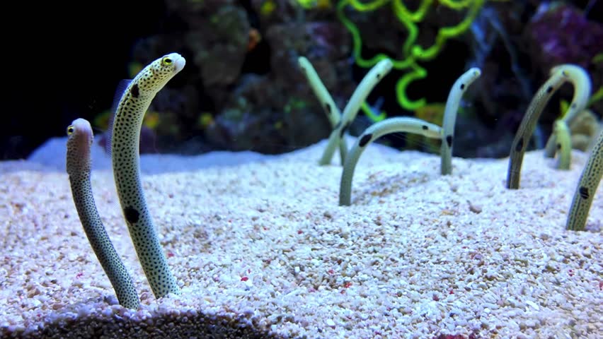 Exotic ocean animals and fish in Lisbon