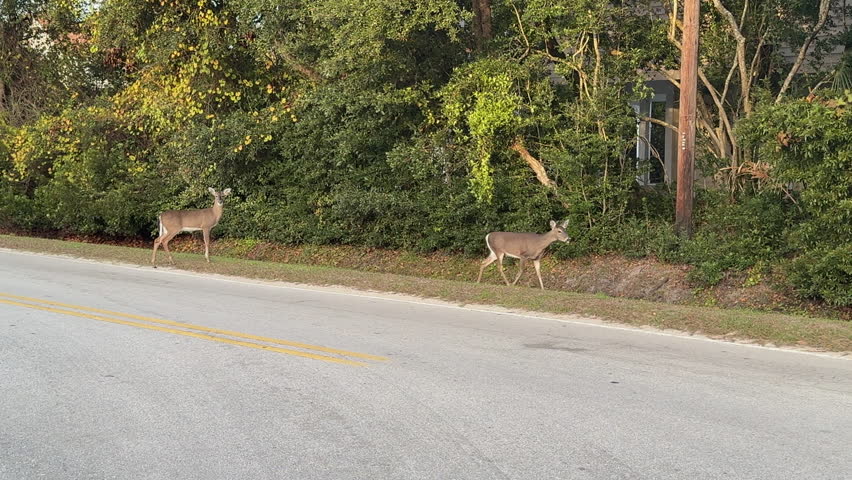 Whitetail deer standing on the roadside in the daylight
