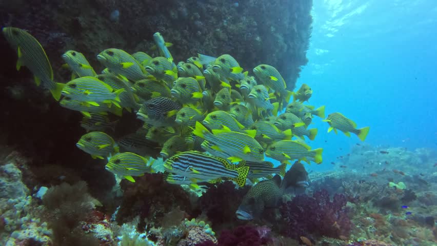 stunning view of oriental sweetlips fish swimming in close group in Eagle Rock, Kawe Island, Raja Ampat National Park