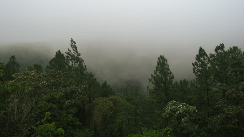 Rainforest Mist Costa Rica 2 Timelapse. Time-Lapse of foggy mist passing through