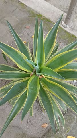 the agave plant perfect for showcasing its natural charm in landscapes, sustainable agriculture, or as a key ingredient in tequila and agave syrup production. 