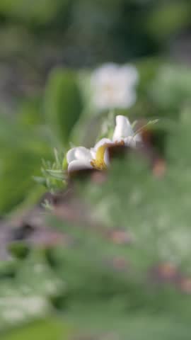 Small white strawberry flower with yellow center, surrounded by green leaves. Early bloom of fruit-bearing plant, showing the first step in seasonal growth toward fresh strawberries for harvest