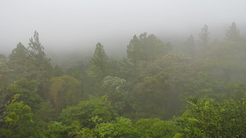 Rainforest Mist Costa Rica 1. Foggy mist passing through a rainforest in the
